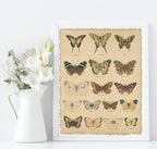 Les Pappilions Print | Butterfly Animal Wall Art - Larosier Prints