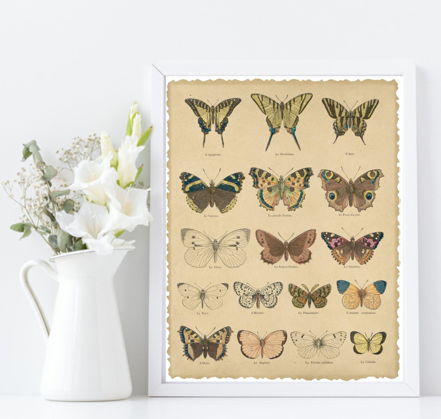 Les Pappilions Print | Butterfly Animal Wall Art