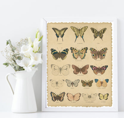 Les Pappilions Print | Butterfly Animal Wall Art