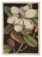 Moody Flower Print | Black Floral Wall Art - Larosier Prints